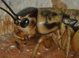 Eastern Striped Cricket